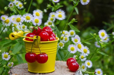 ağaçlar ve güneş bir arka plan üzerinde kırmızı Olgun Kiraz