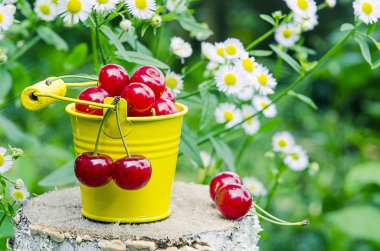 ağaçlar ve güneş bir arka plan üzerinde kırmızı Olgun Kiraz