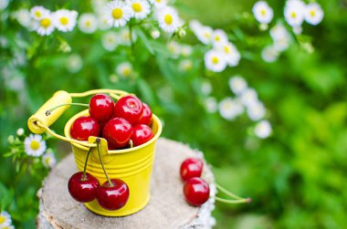 ağaçlar ve güneş bir arka plan üzerinde kırmızı Olgun Kiraz
