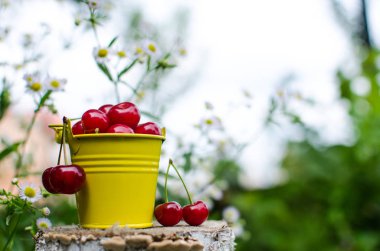 ağaçlar ve güneş bir arka plan üzerinde kırmızı Olgun Kiraz