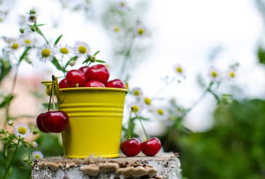 ağaçlar ve güneş bir arka plan üzerinde kırmızı Olgun Kiraz