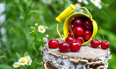 ağaçlar ve güneş bir arka plan üzerinde kırmızı Olgun Kiraz