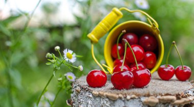 ağaçlar ve güneş bir arka plan üzerinde kırmızı Olgun Kiraz