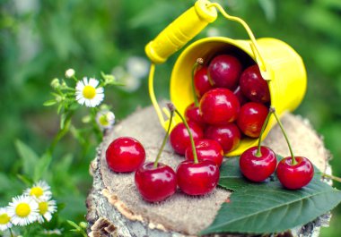 ağaçlar ve güneş bir arka plan üzerinde kırmızı Olgun Kiraz