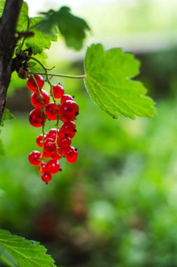 taze povitni bir güneşli yaz gününde bir çalı bir dal üzerinde büyüyen kırmızı kuş üzümü