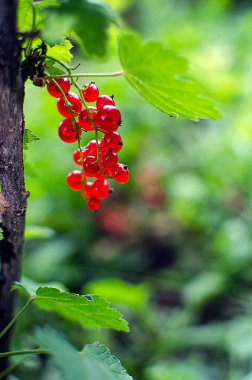 taze povitni bir güneşli yaz gününde bir çalı bir dal üzerinde büyüyen kırmızı kuş üzümü