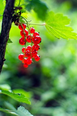 taze povitni bir güneşli yaz gününde bir çalı bir dal üzerinde büyüyen kırmızı kuş üzümü