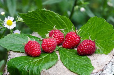 Kırmızı lezzetli tatlı ahududu ulaştı