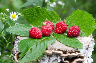 Kırmızı lezzetli tatlı ahududu ulaştı