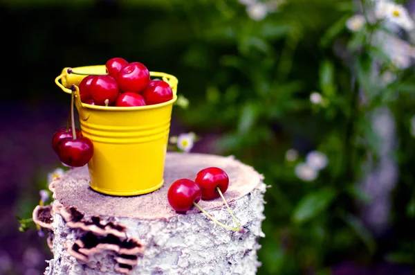 ağaçlar ve güneş bir arka plan üzerinde kırmızı Olgun Kiraz