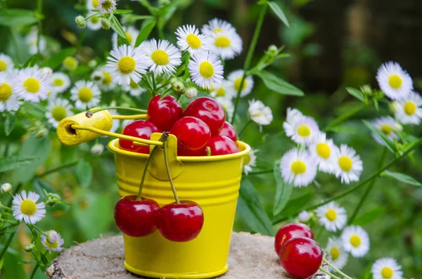 ağaçlar ve güneş bir arka plan üzerinde kırmızı Olgun Kiraz
