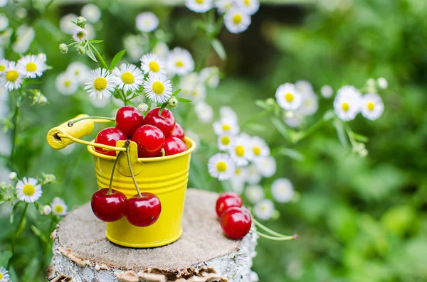 ağaçlar ve güneş bir arka plan üzerinde kırmızı Olgun Kiraz