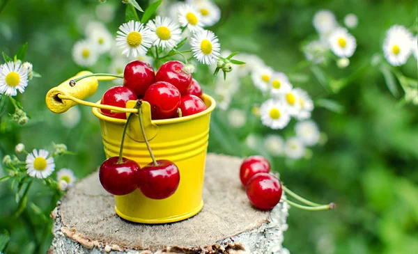 Red Ripe Cherry Background Trees Sun — Stock Photo, Image