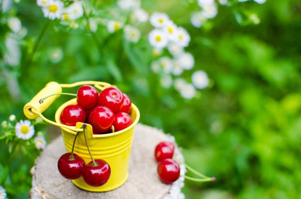 ağaçlar ve güneş bir arka plan üzerinde kırmızı Olgun Kiraz