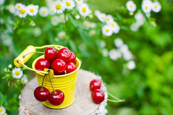 ağaçlar ve güneş bir arka plan üzerinde kırmızı Olgun Kiraz