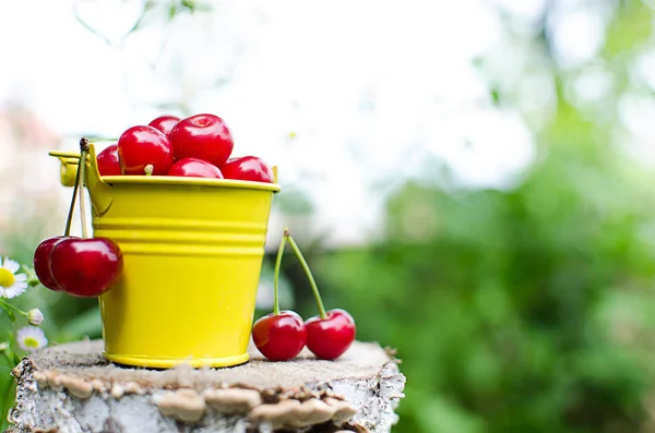 Red Ripe Cherry Background Trees Sun — Stock Photo, Image