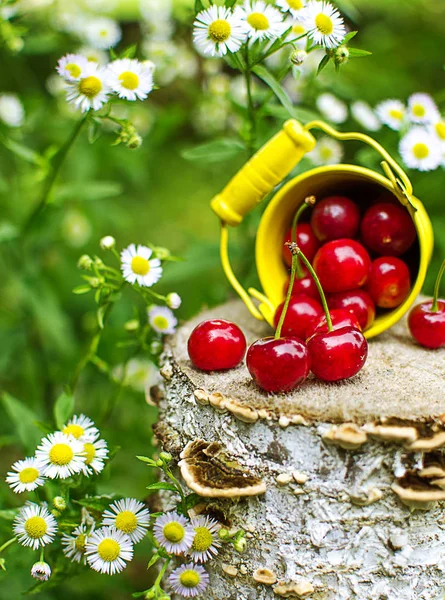 ağaçlar ve güneş bir arka plan üzerinde kırmızı Olgun Kiraz