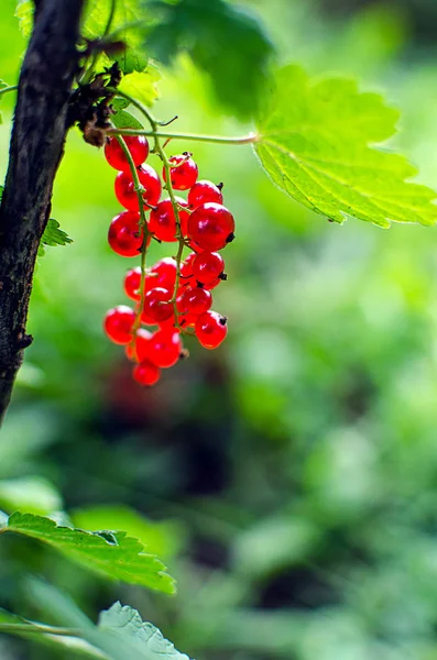 taze povitni bir güneşli yaz gününde bir çalı bir dal üzerinde büyüyen kırmızı kuş üzümü