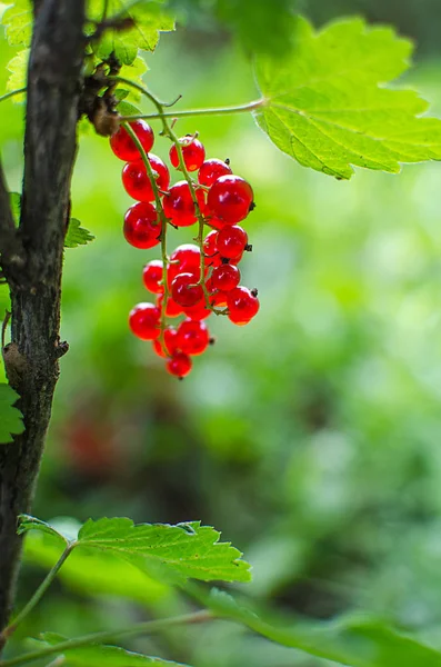 Red Currants Growing Branch Bush Sunny Summer Day Fresh Povitni — Stock Photo, Image