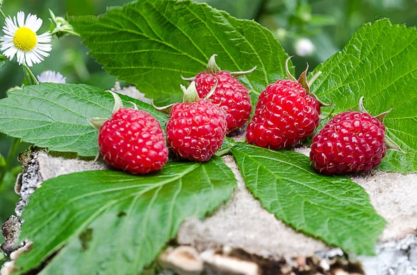 Kırmızı lezzetli tatlı ahududu ulaştı