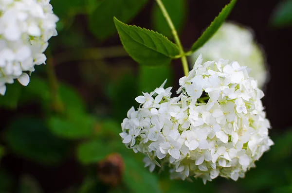 Wspaniałe Kwiaty Hortensji Liści Dla Uczta Weselna Lecie — Zdjęcie stockowe