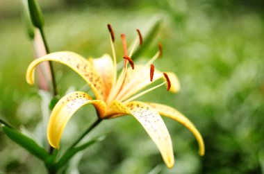 Temiz havada yaz aylarında güzel lily çiçeklerin