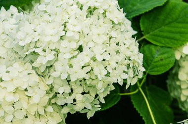 Ortanca yaprakları yaz düğün bayram için ile harika çiçekler