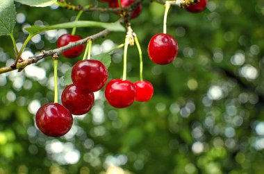ağaçlar ve güneş bir arka plan üzerinde kırmızı Olgun Kiraz