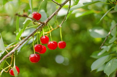 ağaçlar ve güneş bir arka plan üzerinde kırmızı Olgun Kiraz