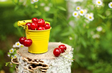 ağaçlar ve güneş bir arka plan üzerinde kırmızı Olgun Kiraz