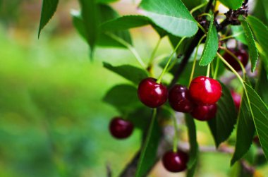 ağaçlar ve güneş bir arka plan üzerinde kırmızı Olgun Kiraz