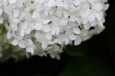 Ortanca yaprakları yaz düğün bayram için ile harika çiçekler