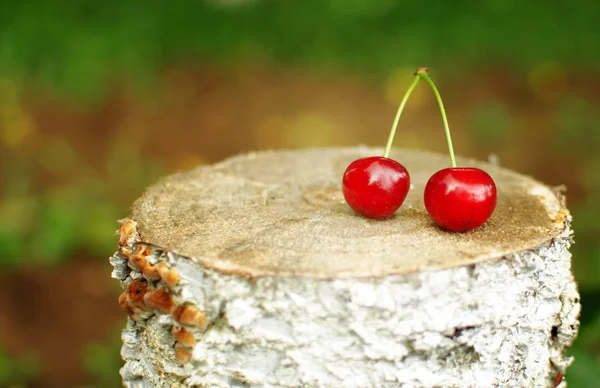 Red Ripe Cherry Background Trees Sun — Stock Photo, Image