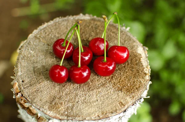 Red Ripe Cherry Background Trees Sun — Stock Photo, Image