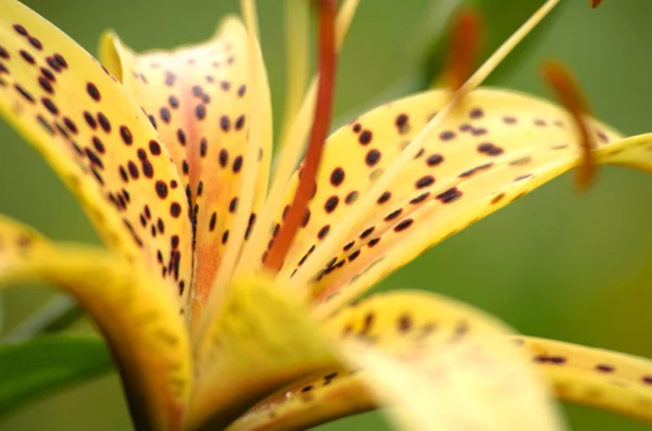 Schöne Lilienblüten Wachsen Sommer Der Frischen Luft — Stockfoto