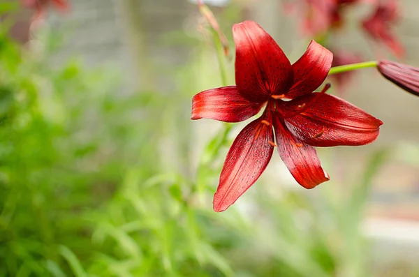 Beautiful Lily Flowers Grow Summer Fresh Air — Stock Photo, Image