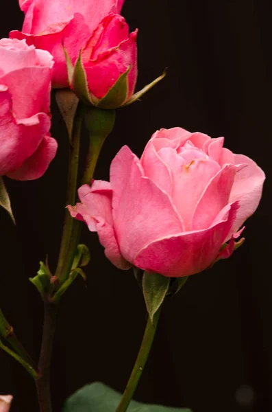 Flores Rosa Perfumado Rosa Com Flores Verdes Livre — Fotografia de Stock