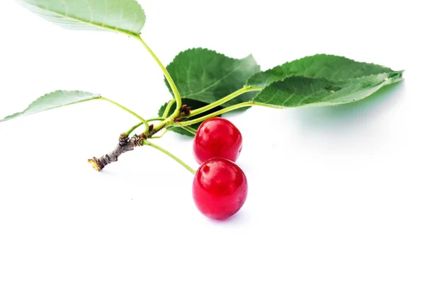 Cereza Roja Madura Sobre Fondo Árboles Sol — Foto de Stock