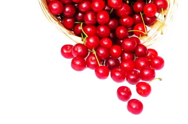 Cereza Roja Madura Sobre Fondo Árboles Sol — Foto de Stock