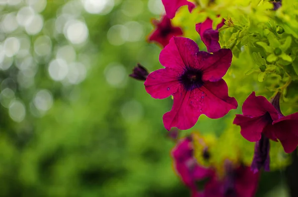Прекрасные Цветы Петунии Цветут Подушке Летом Открытом Воздухе — стоковое фото