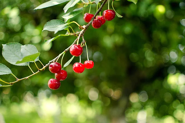 Red Ripe Cherry Background Trees Sun — Stock Photo, Image