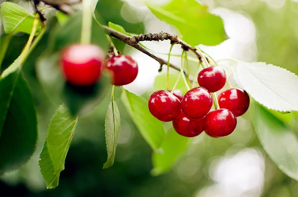 Red Ripe Cherry Background Trees Sun — Stock Photo, Image