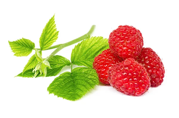Red Has Reached Tasty Sweet Raspberries — Stock Photo, Image
