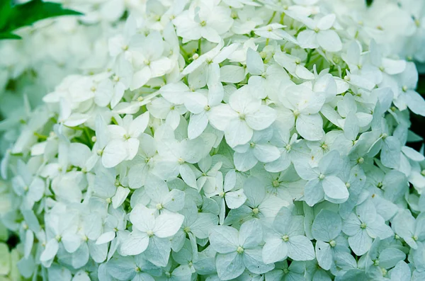 Wonderful flowers of hydrangea with leaves for the wedding feast in the summer