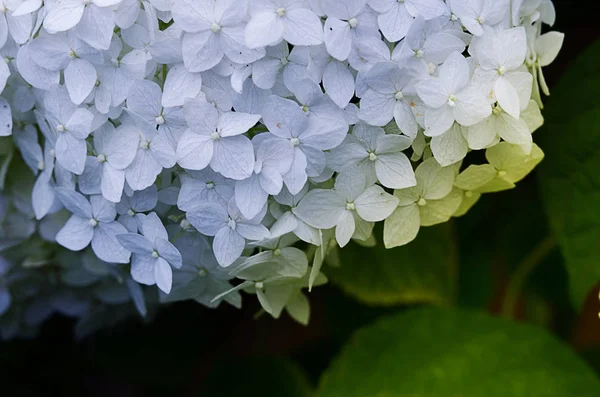 Wonderful flowers of hydrangea with leaves for the wedding feast in the summer