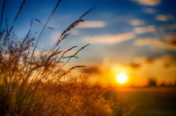 Cielo Puesta Sol Con Campo Que Crece Hierba — Foto de Stock