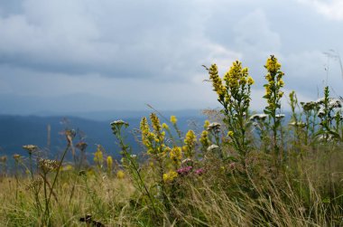 Ukrayna'da Karpat Dağları üzerinde yatay bir yaz gününde