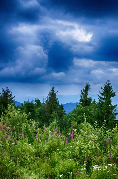 Landskapet Karpaterna Ukraina Sommardag — Stockfoto