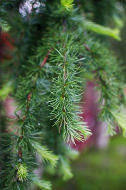 Ladin ve köknar ağacı dalı ve köknar ağacı şenlikli dekorasyon için