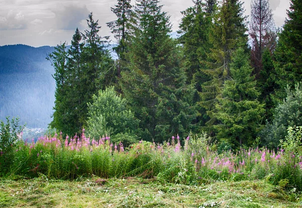 Die Landschaft Auf Den Karpaten Der Ukraine Einem Sommertag — Stockfoto